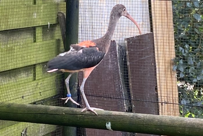 rode ibis hen te koop 2023 eigen kweek