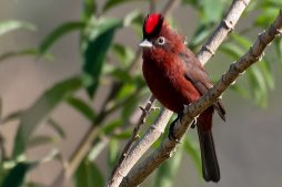 0-1 or 0-2 rode kroonvink (coryphospingus cucullatus)