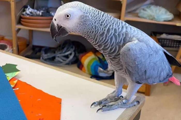 pratende afrikaanse grijze papegaai voor herplaatsing
