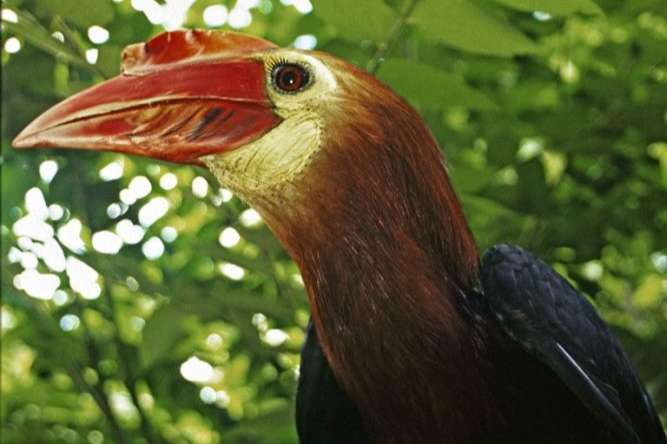 hornbills