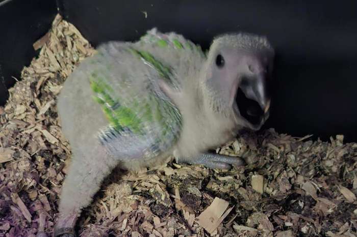 beschikbaar amazona auropalliata 1 jong en 3 broedrijpe koppels