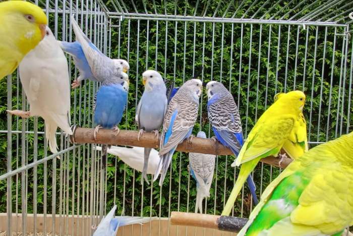 diverse gekleurde grasparkieten poppen