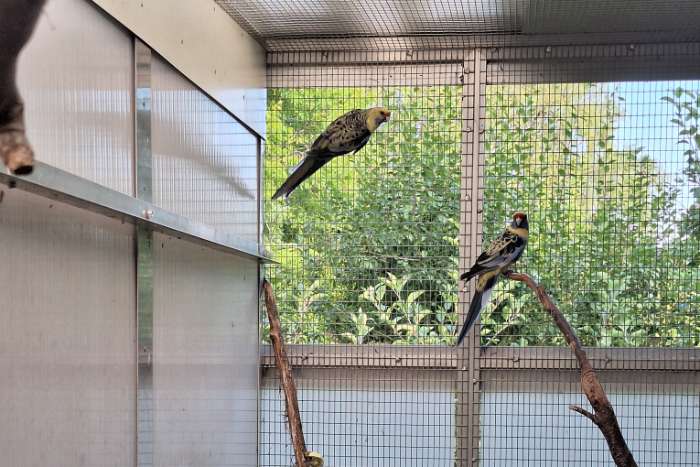 strogele rosellas