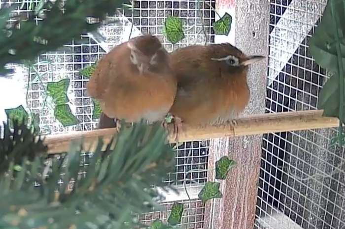 1,1 garrulax canorus spotlijster augenbrauenhäher