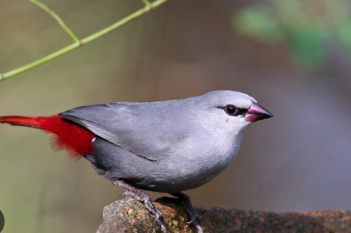 koppel lavendelastrilde (blauwgrijze roodstaartje)