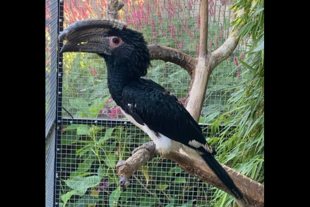 te koop of gezocht trompetneushoornvogel (bycanistes bucinator)