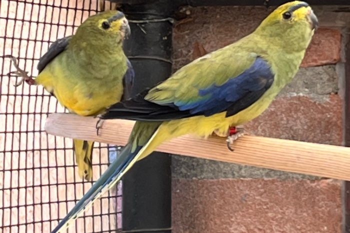 blauwvleugel parkiet kweekkoppel