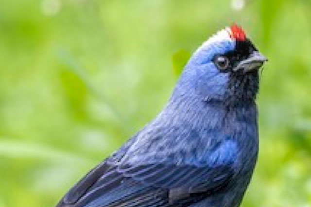 diademed tanager