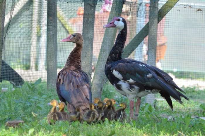 available spur winged geese