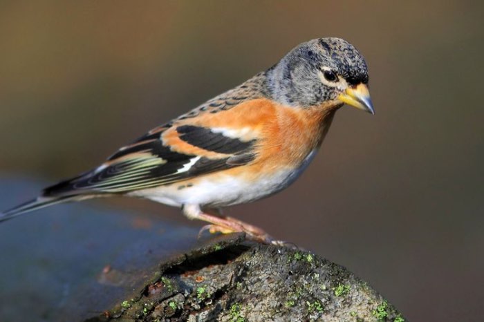 bramling ( fringilla montifringilla)