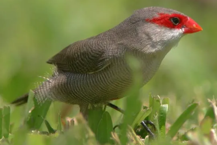 common waxbill (estrilda astrild)