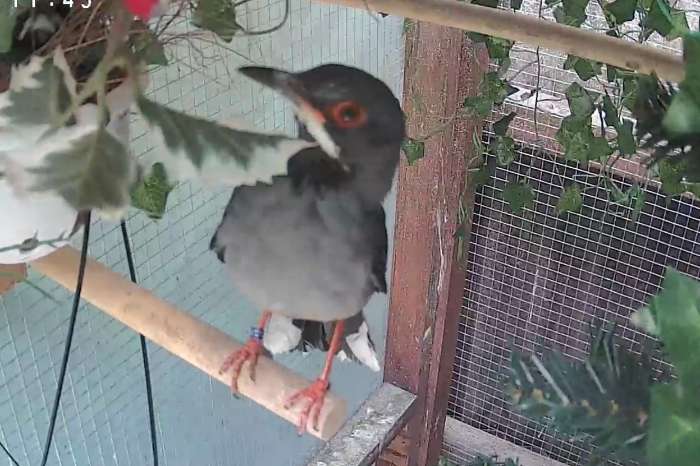 1,1 roodpoodlijster turdus plumbeus