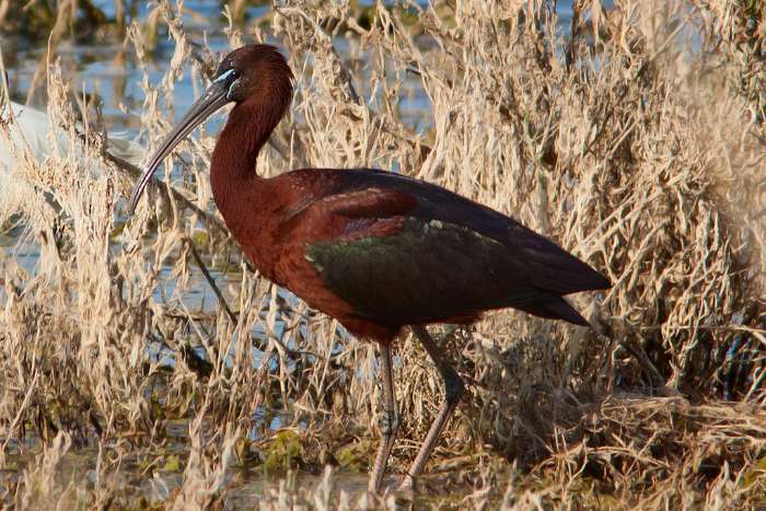 zwarte ibis 2024