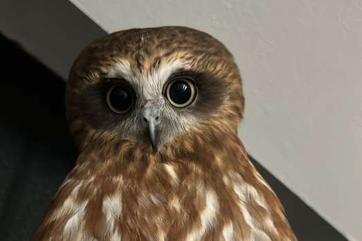 gezocht ninox novoseelandia