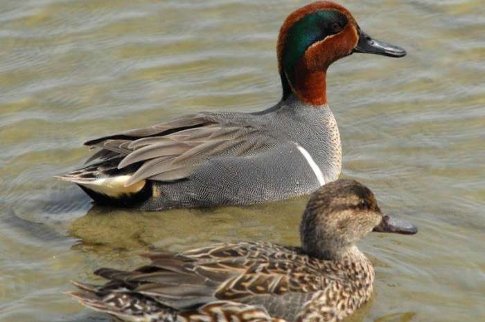 amerikaanse wintertaling