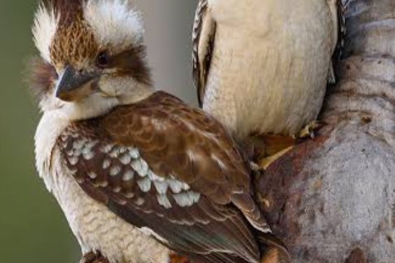 0-1 kookaburra