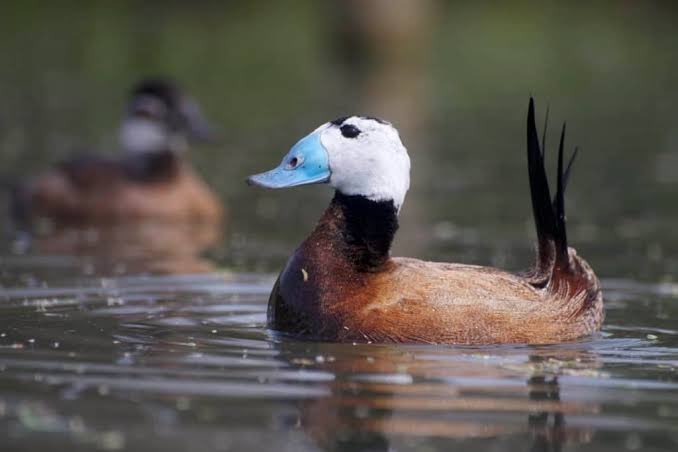 gezocht: witkopeend