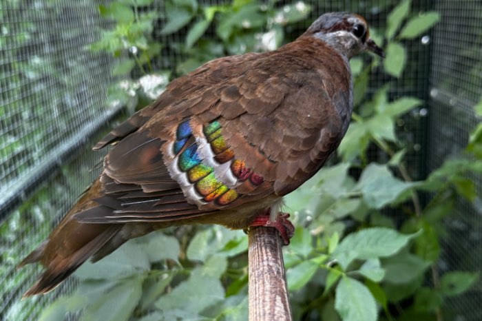 sierlijke bronsvleugel duivin