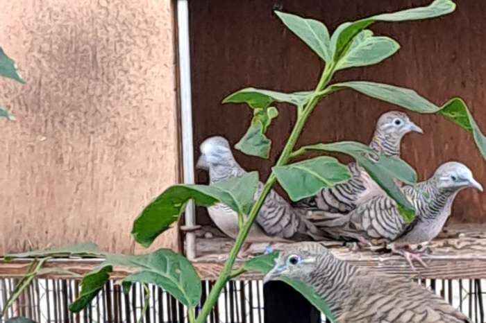 vredes duiven   -  geopelia striata tranquilla