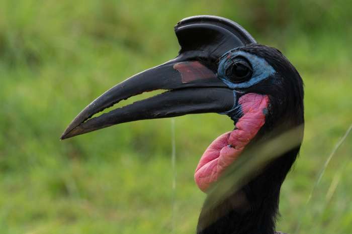 bucorvus abyssinicus and leadbeateri