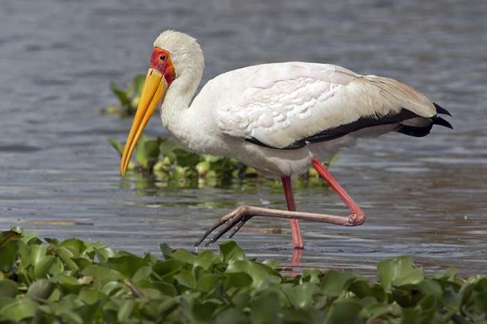 mycteria íbis / yellow-billed stork