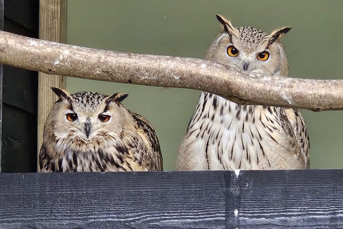 siberische oehoe