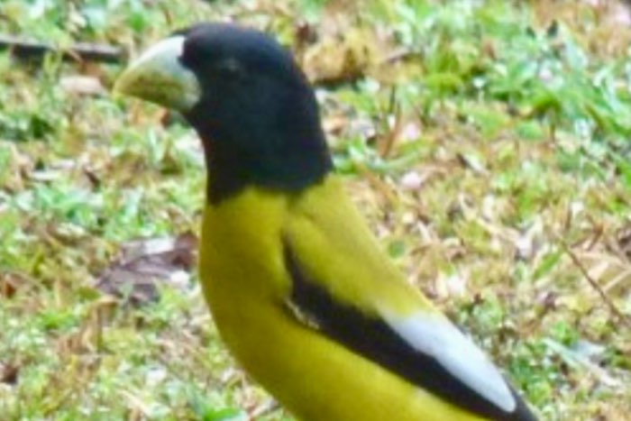 hesperiphona abeillei - hooded grosbeak