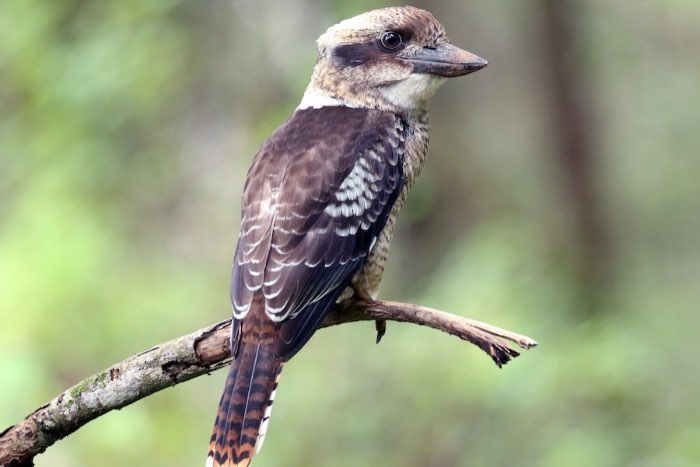 3-4 kookaburra (dacelo novaeguineae)