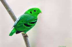 0-1 groene hapvogel (calyptomena viridis)