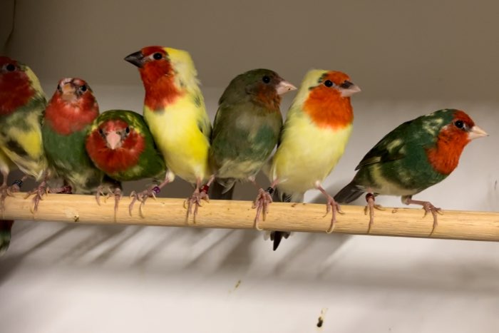 groot assortiment vogels!