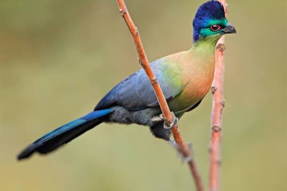 diverse toerako’s  - different turaco’s