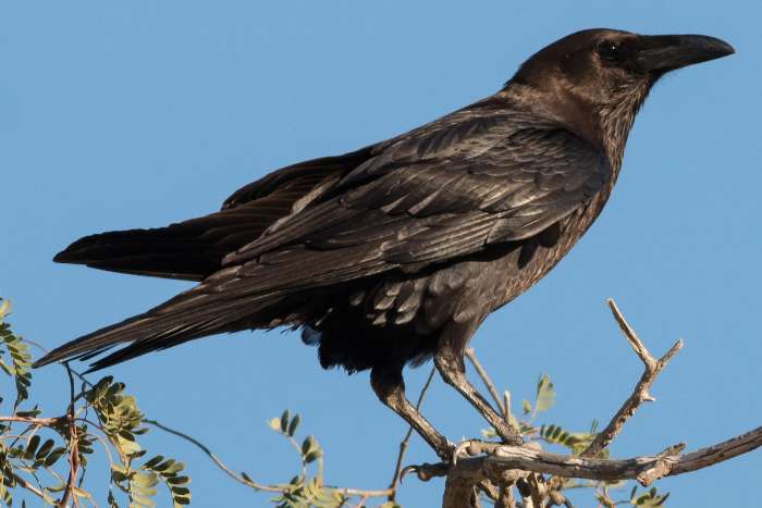 brown-necked raven (corvus ruficollis)