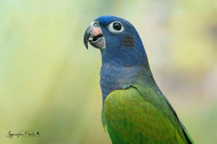 pionus menstruus zwartoorpapegaai blauwkoppapegaai margrietje