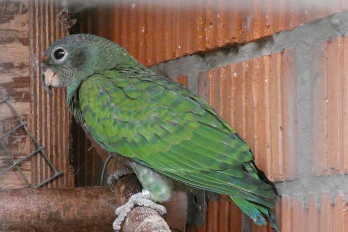 afwijkend gekleurde pionus menstruus