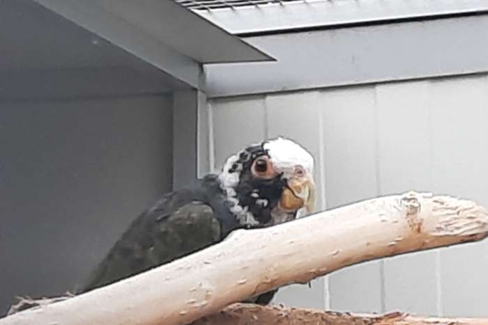 kweekpop pionus senilis / witkap-papegaai.