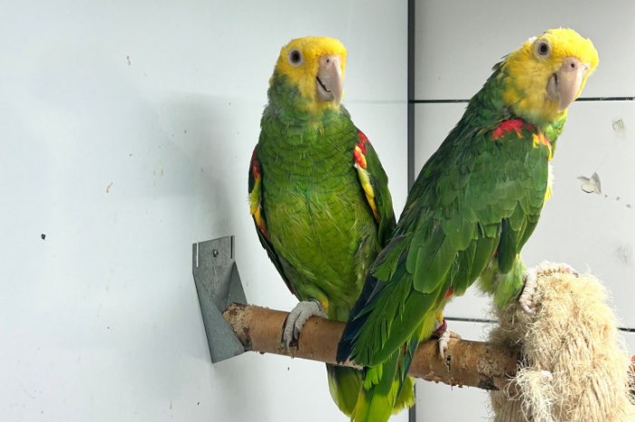 1-1 dubbele geelkop amazone 2018 (amazona oratrix magna