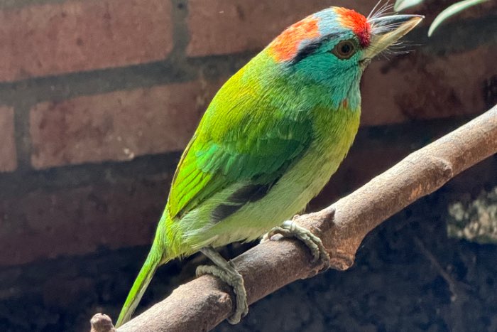 blauwkeel baardvogels - psilopogon asiaticus