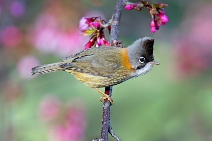 baardmeestimalia - yuhina flavicollis