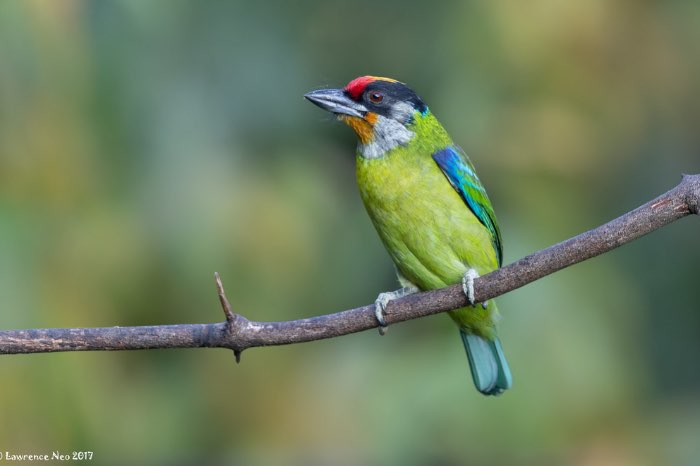 goudkeelbaardvogel - psilopogon franklinii