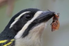 yellow-rumped tinkerbird