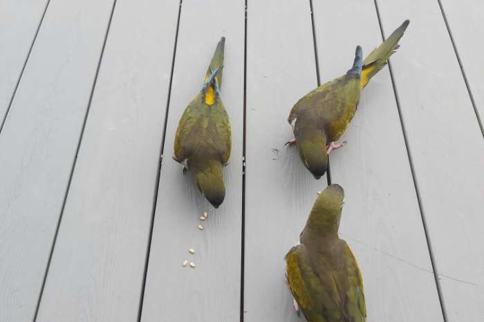 2 koppels patagonische rotsparkieten free flight!