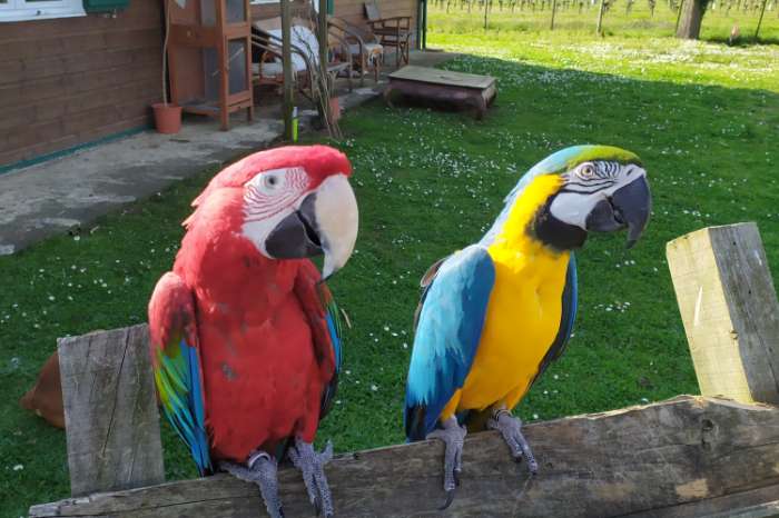 pair of ara ararauna+ chloroptèrus