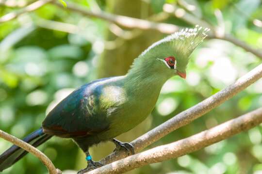 turaco livingstonii