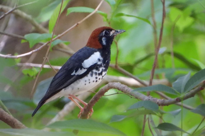 bijgewerkte lijst bijzondere soorten vogels