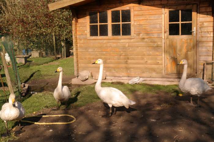 oorspronkelijke watervogels