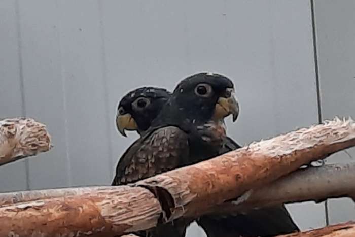 pionus  bronsvleugel-maximiliani/ jardine g. gulielmi