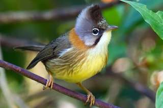 yuhina flavicollis - whiskered yuhina