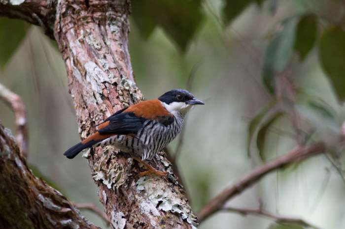 cutia legalleni - vietnamese cutia