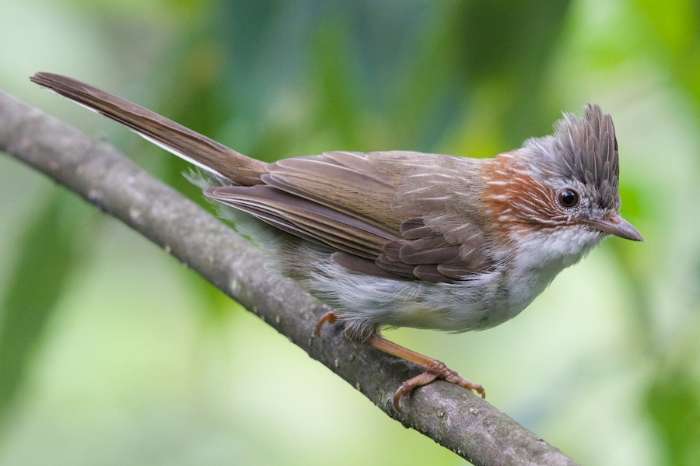 staphida castaniceps - striated yuhina