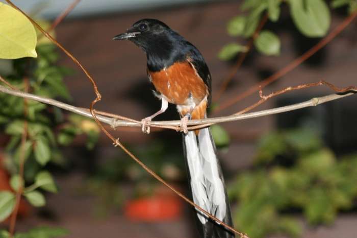 schamalijster - copsychus malabaricus - merle shama